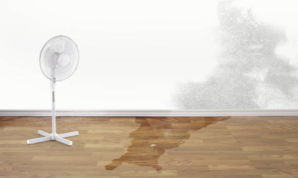 Best Flood damage cleanup  in Franklin, TX